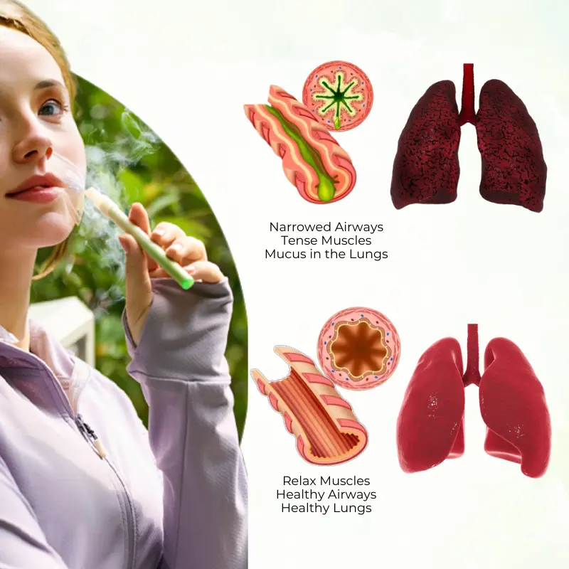 Timilk® HerbaAir Mullein Lung Purifier💨FDA-Approved Lung Support in 15 Minutes